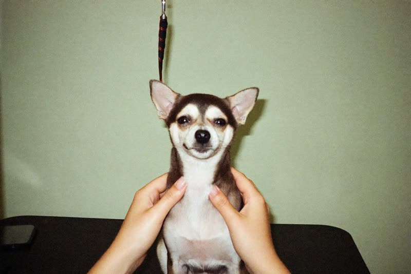 A small dog held steady on a grooming table