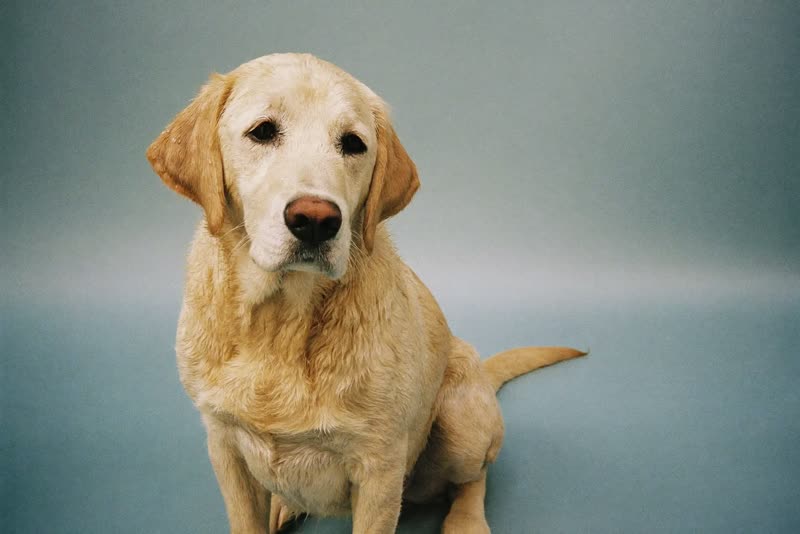 A labrador with a wet coat after a wash
