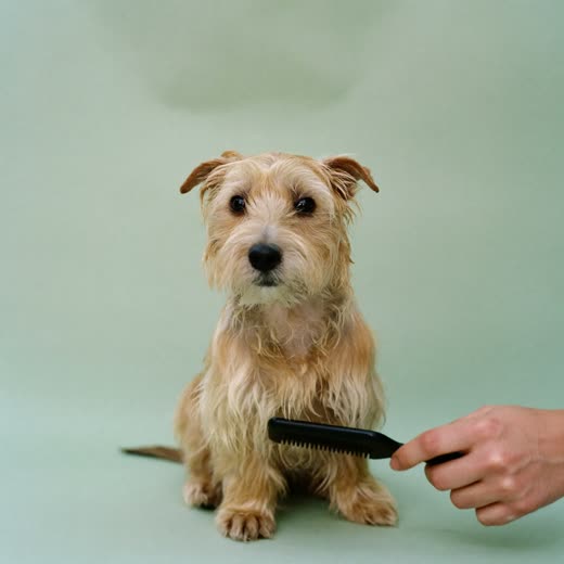 A freshly washed terrier sitting still after a bath