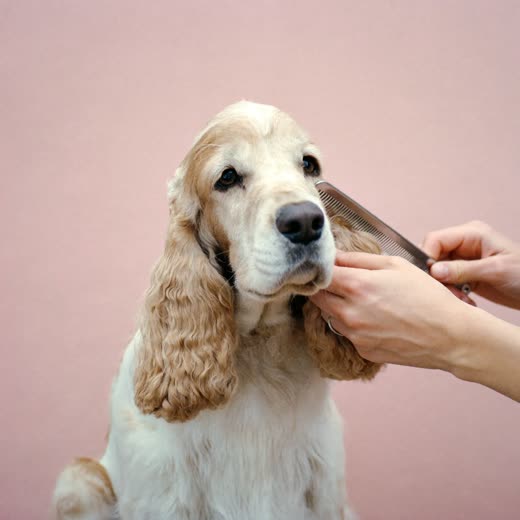 A spaniel's coat being combed through by hand