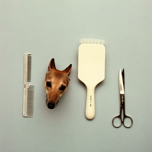 A groomer's comb, slicker brush and scissors